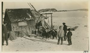 Image of Feeding the dogs [Mrs. Lyall's father's dogs]